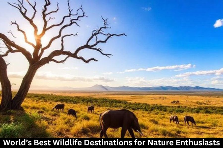 World’s Best Wildlife Destinations for Nature Enthusiasts